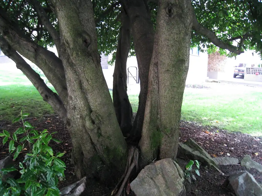 Фото Prunus lusitanica - Bark and trunk:Wendy Cutler