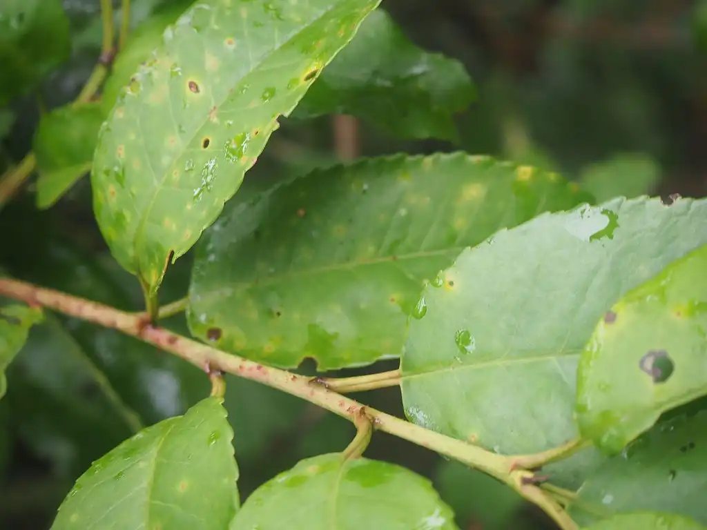 Фото Prunus lusitanica - Leaves and stem:Javier Sanchez Portero