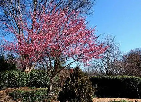 Foto de Prunus mume (Prunus mumes)