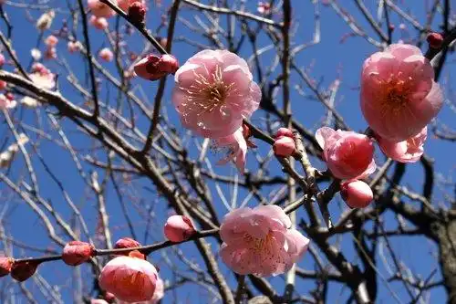 Foto de Prunus mume (Prunus mumes)