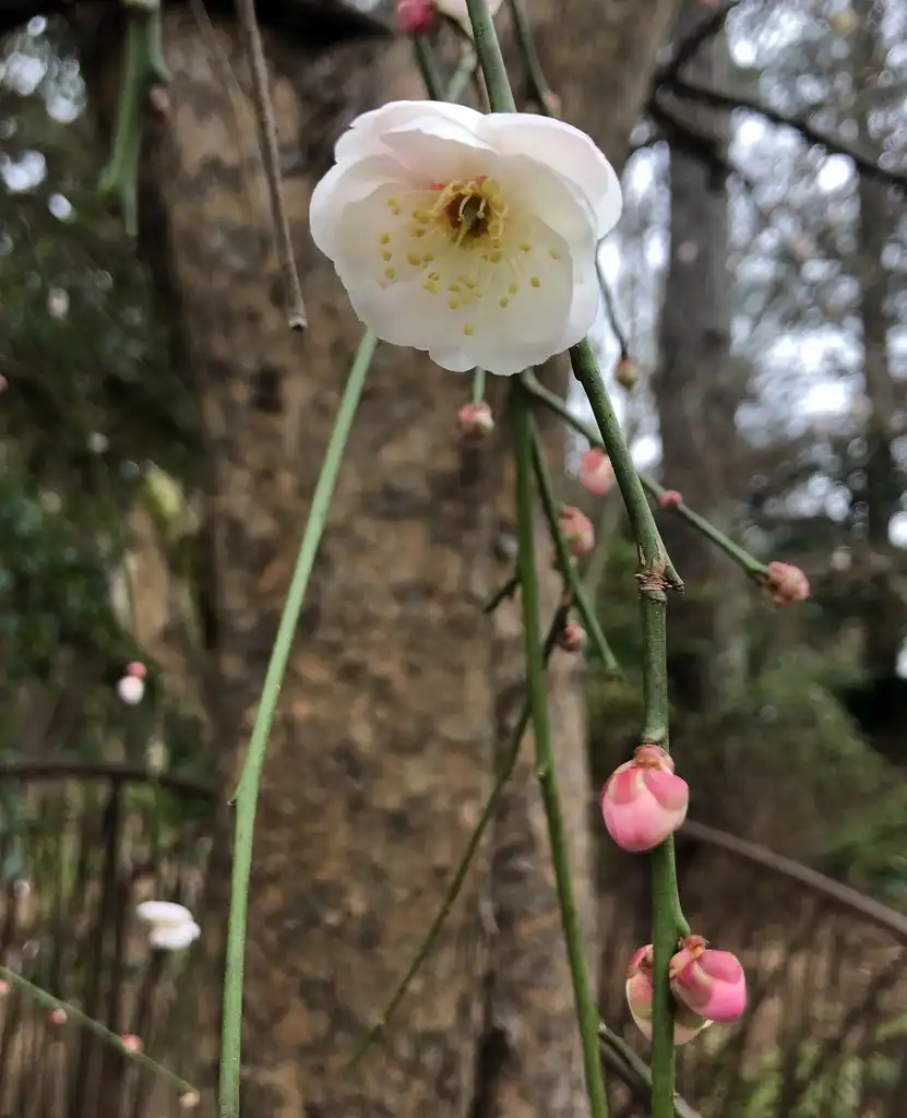 Foto de Prunus mume - 'Bridal Veil' Flower (Wake County, NC)-Late Winter:Cathy Dewitt