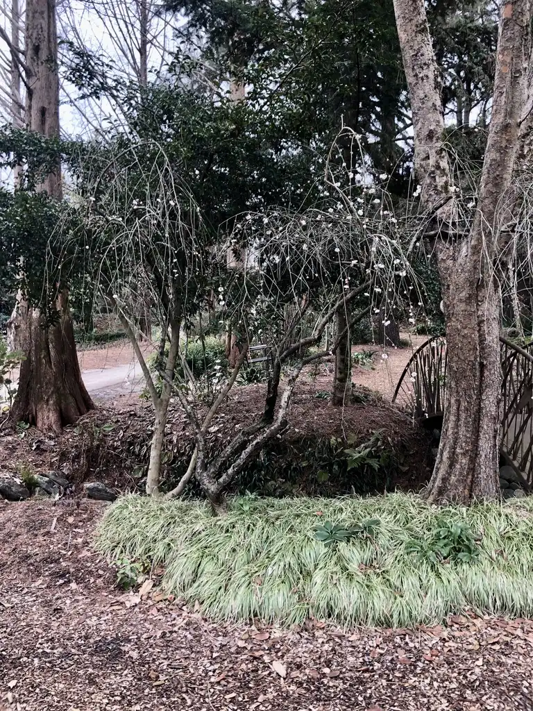 Foto de Prunus mume - 'Bridal Veil' Form (Wake County, NC)-Late Winter:Cathy Dewitt