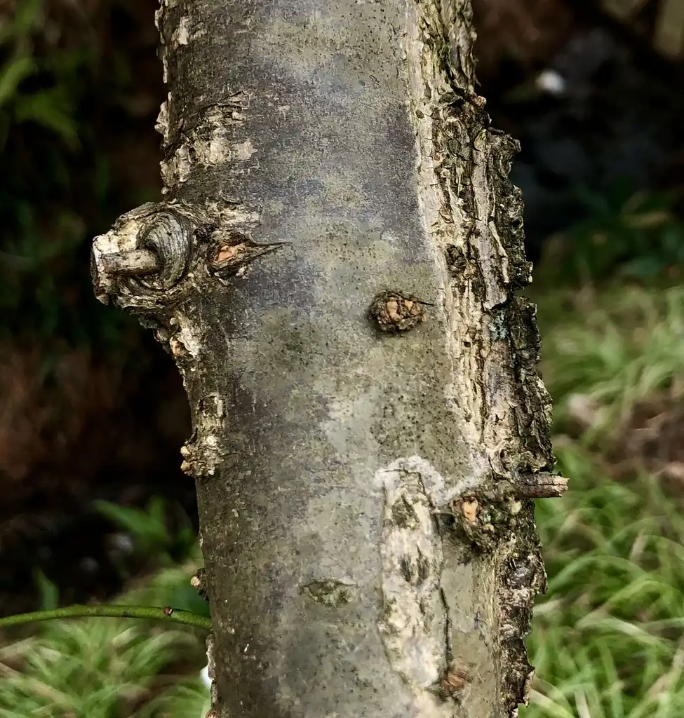 Foto de Prunus mume - Bark (Wake County, NC)-Winter:Cathy Dewitt