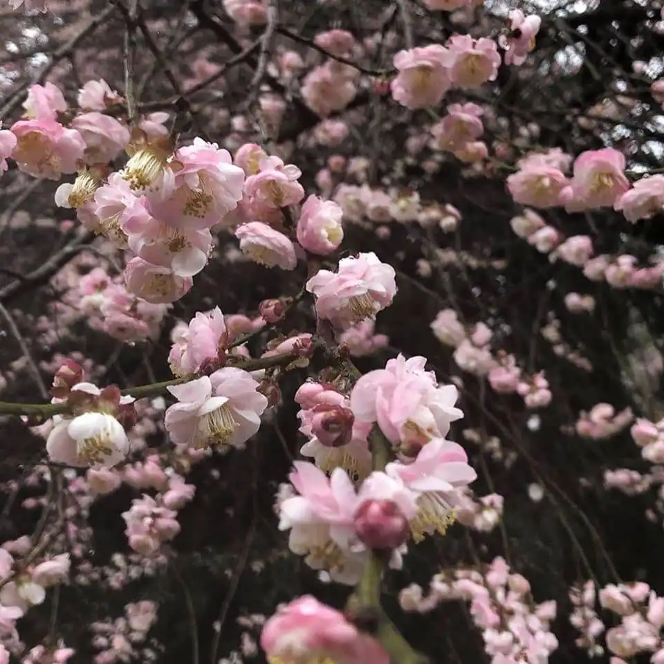 Foto de Prunus mume - 'Fujibotan' Flower (Wake County, NC)-Winter:Cathy Dewitt