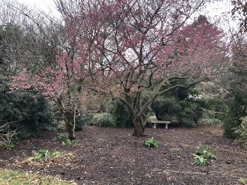 Foto de Prunus mume - Full Form (Wake County, NC)-Late Winter:Cathy Dewitt