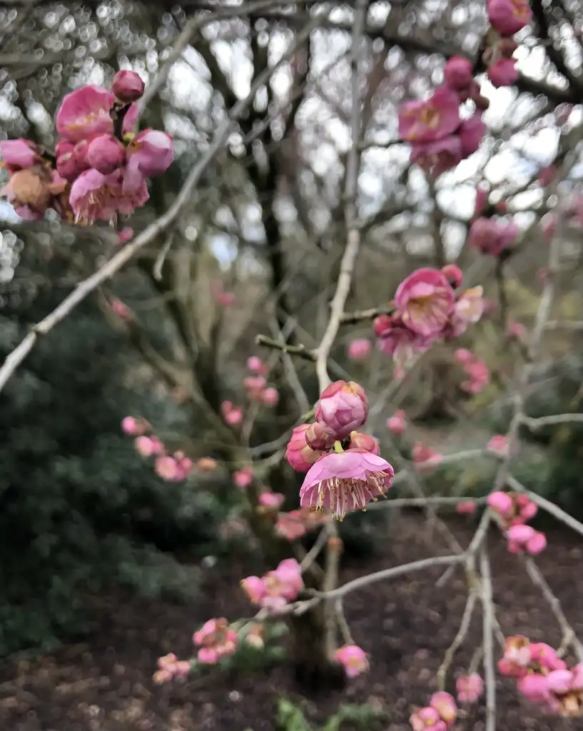 Foto de Prunus mume - 'Bonita' Flower Close-up (Wake County, NC)-Late Winter:Cathy Dewitt