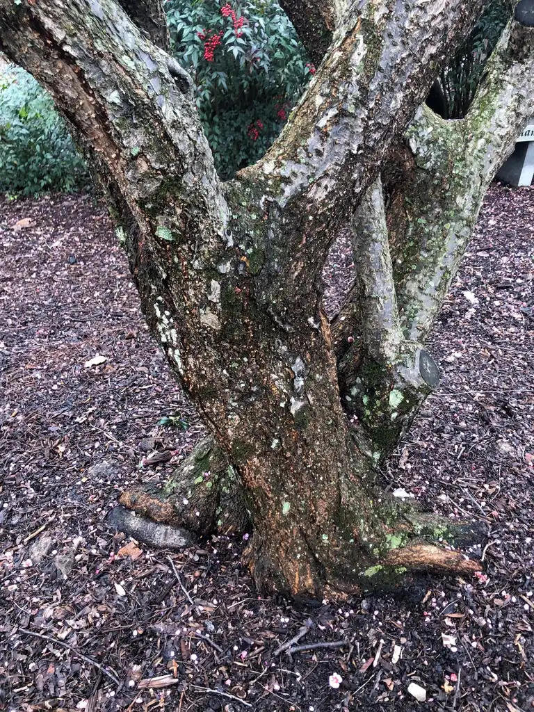 Foto de Prunus mume - 'Bonita' Bark (Wake County, NC)-Late Winter:Cathy Dewitt
