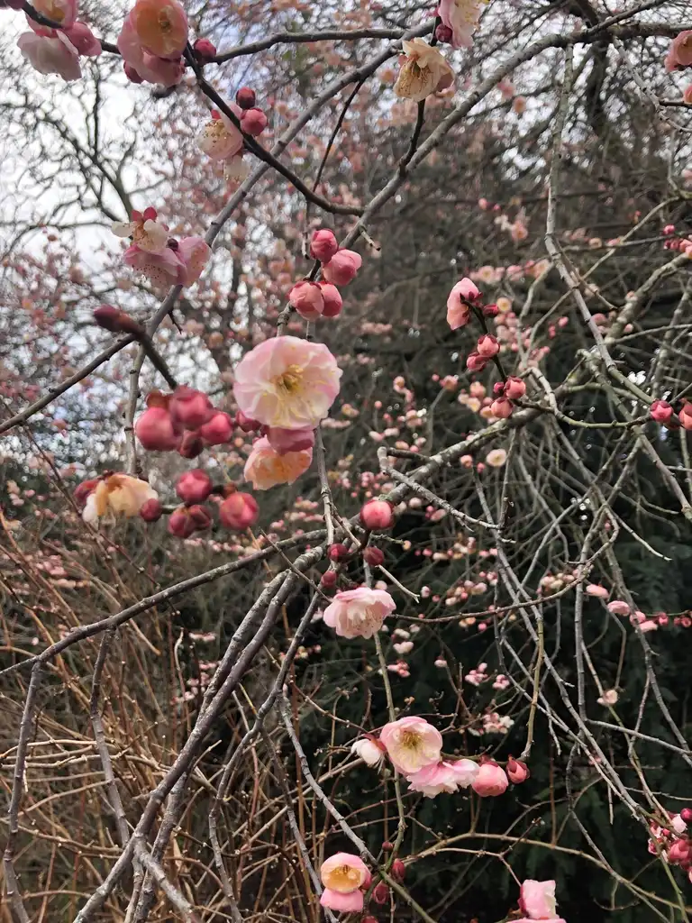 Foto de Prunus mume - Flower (Wake County, NC)-Late Winter:Cathy Dewitt