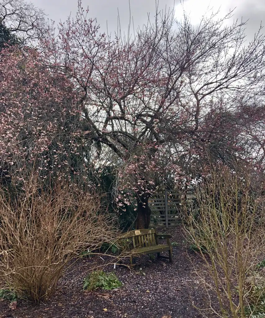 Foto de Prunus mume - 'Rose Bud' Full Form (Wake County,NC)-Late Winter:Cathy Dewitt