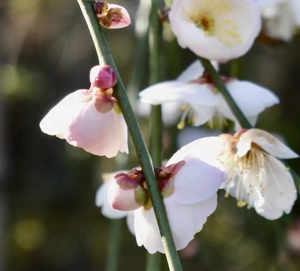 Foto de Prunus mume - Flower and Buds (Wake County, NC)-Late Winter:Cathy Dewitt