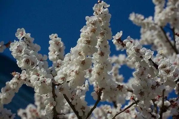Foto de Prunus mume - White flowers:Houroumomo