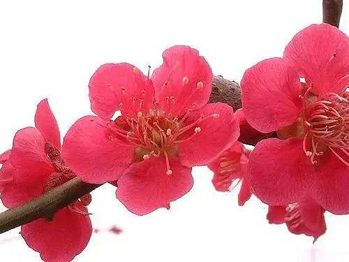 Foto de Prunus mume - Flower detail:Junko
