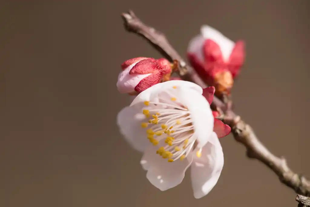 Foto de Prunus mume - Buds, stem and close up of flower.:houroumono