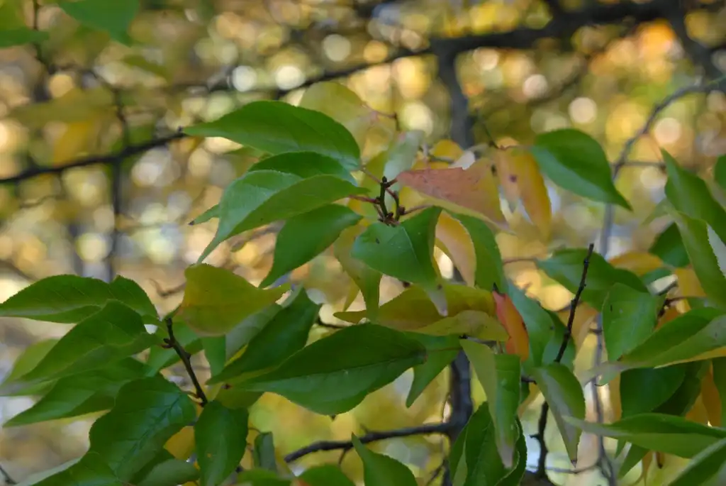 Foto de Prunus mume - Leaves:Jim Robbins