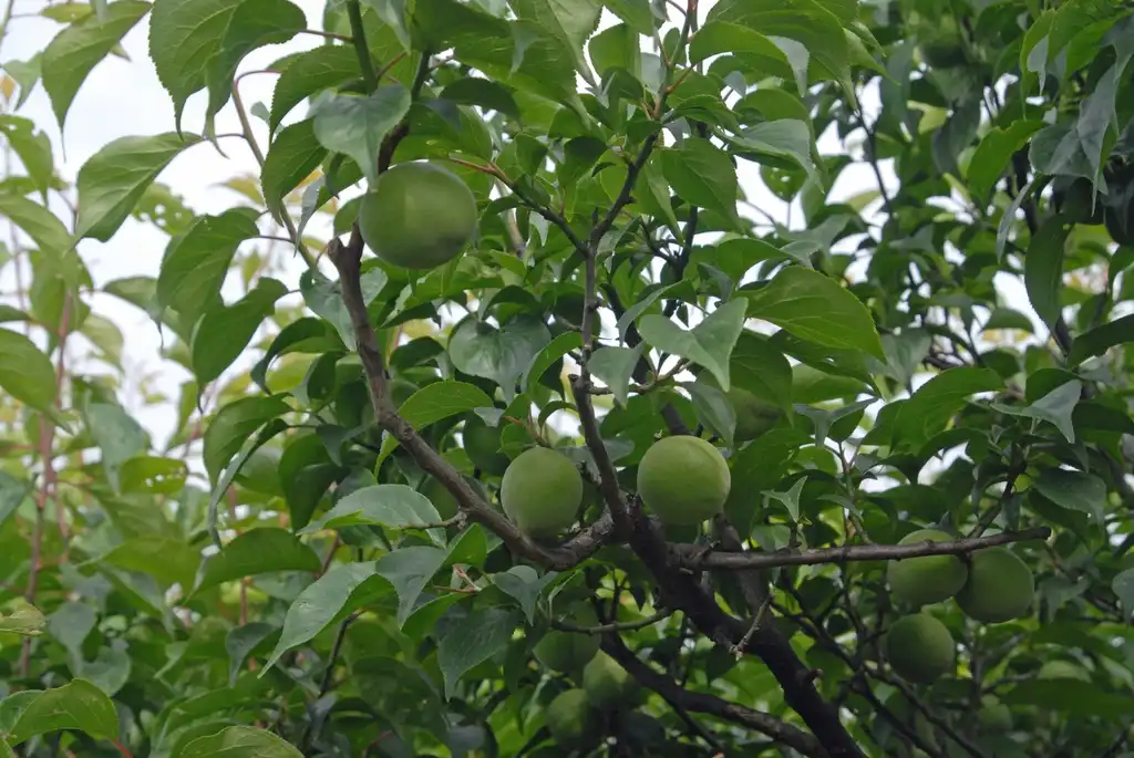 Foto de Prunus mume - Fruit:Jim Robbins