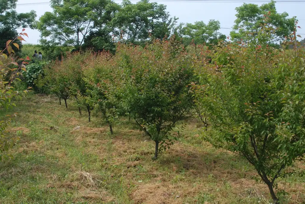 Foto de Prunus mume - Orchard:Jim Robbins