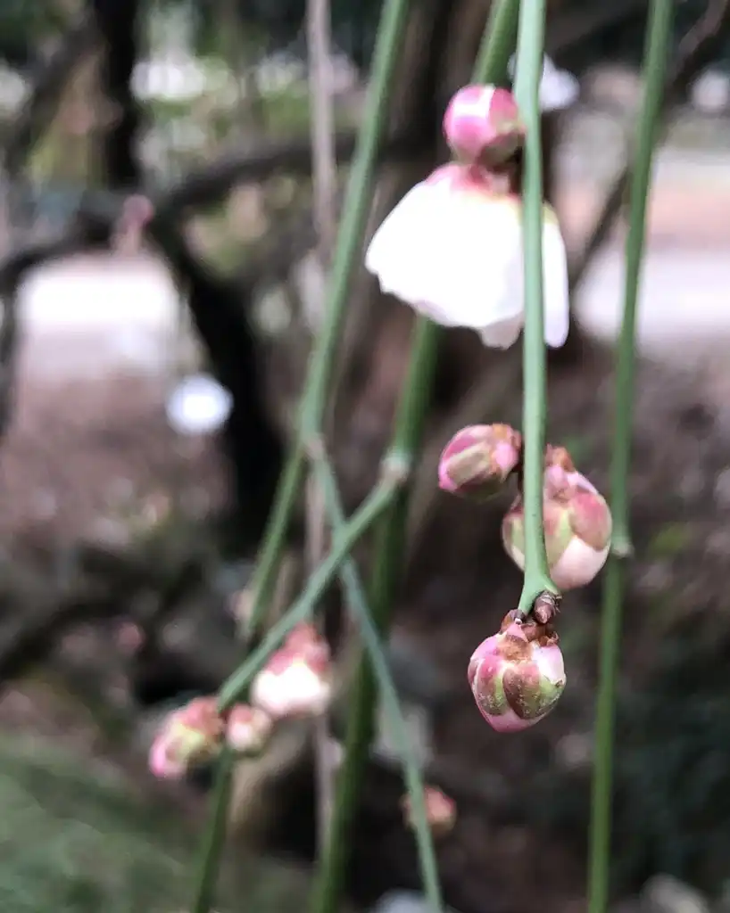 Foto de Prunus mume - 'Bridal Veil' Buds (Wake County, NC)-Late Winter:Cathy Dewitt