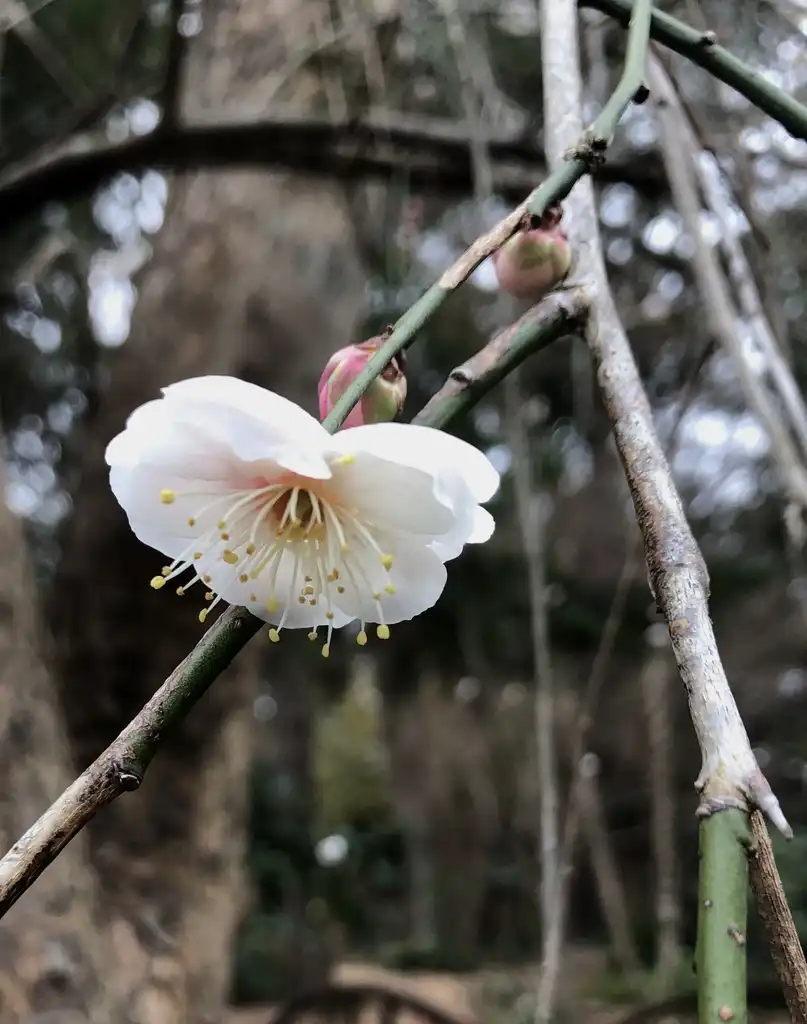 Foto de Prunus mume - 'Bridal Veil' Flower and Buds (Wake County, NC)-Late Winter:Cathy Dewitt