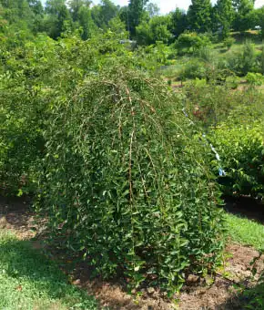 Photo of Prunus 'NCPH1' PPAF (Prunus 'NCPH1' PPAFs)