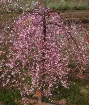Photo of Prunus 'NCPH1' PPAF (Prunus 'NCPH1' PPAFs)