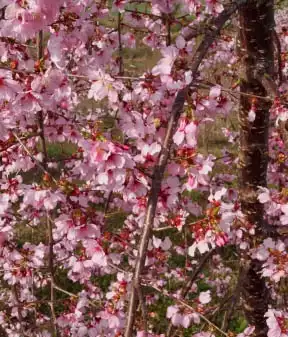 Photo of Prunus 'NCPH1' PPAF - Blooms: