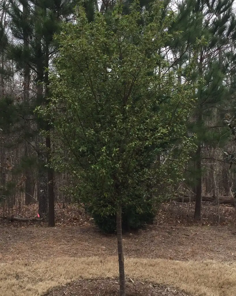 Photo of Prunus 'Okame' (Prunus 'Okame's)