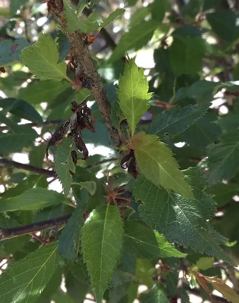 Photo of Prunus 'Okame' (Prunus 'Okame's)