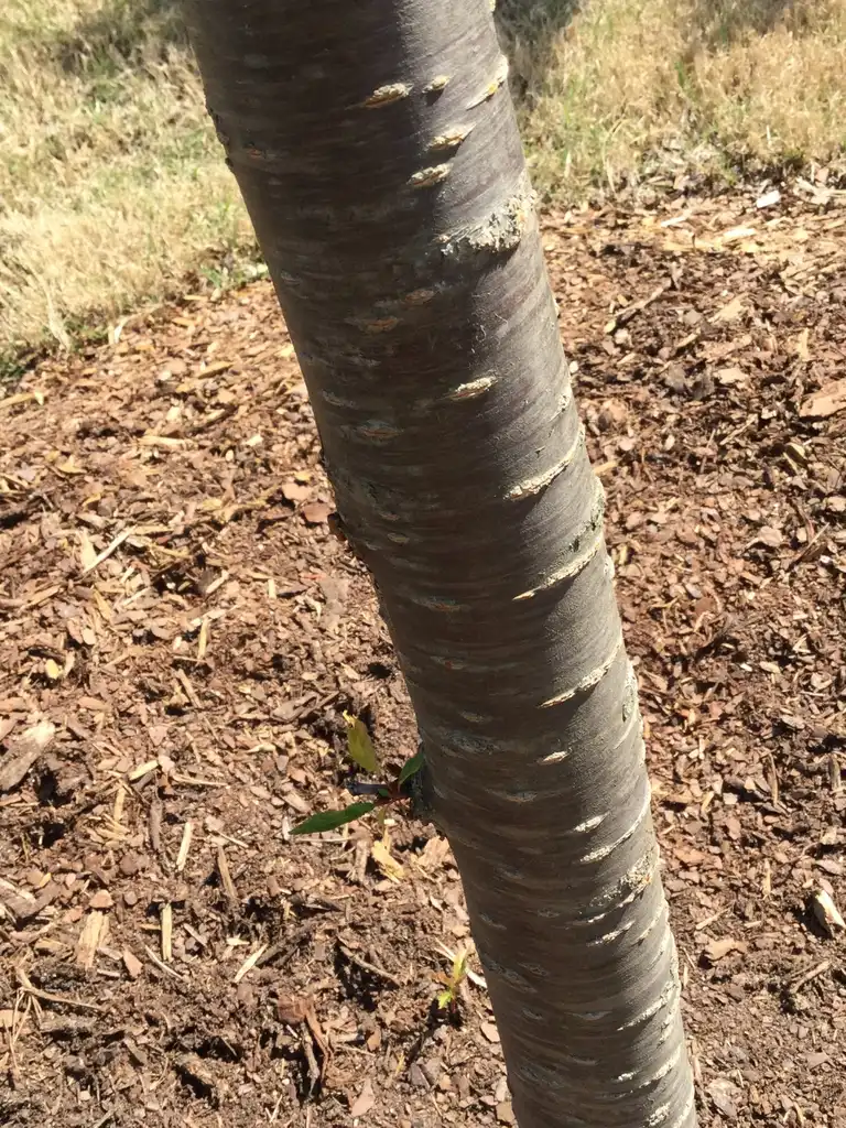 Photo of Prunus 'Okame' - bark, early spring, Durham County, NC:Carol Tierney