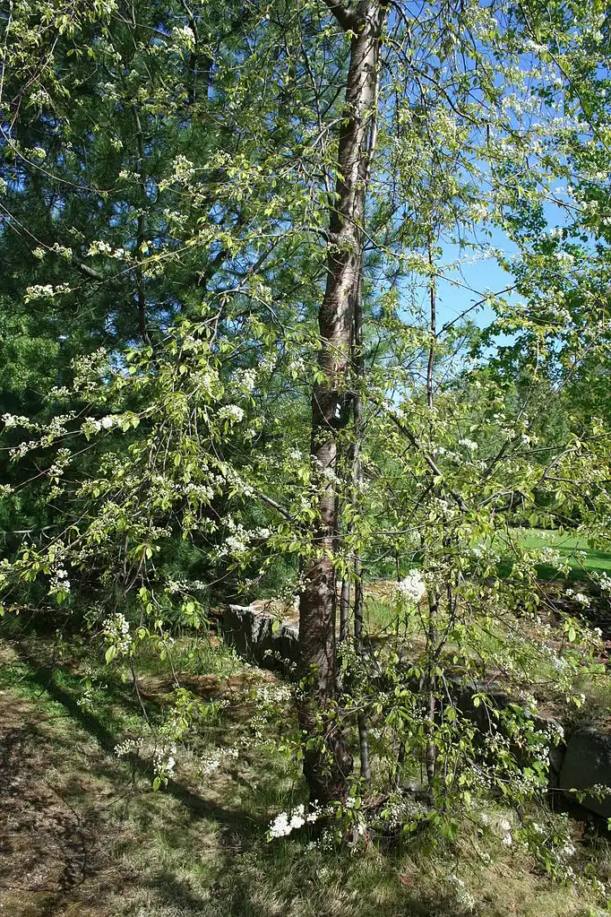 Фото Prunus pensylvanica (Prunus pensylvanicas)
