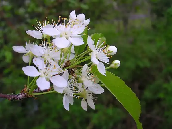 Фото Prunus pensylvanica (Prunus pensylvanicas)