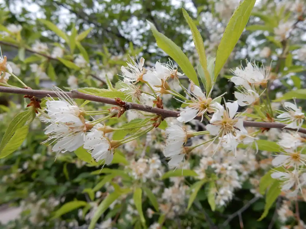 Фото Prunus pensylvanica - Flowers and leaves:Matt Lavin