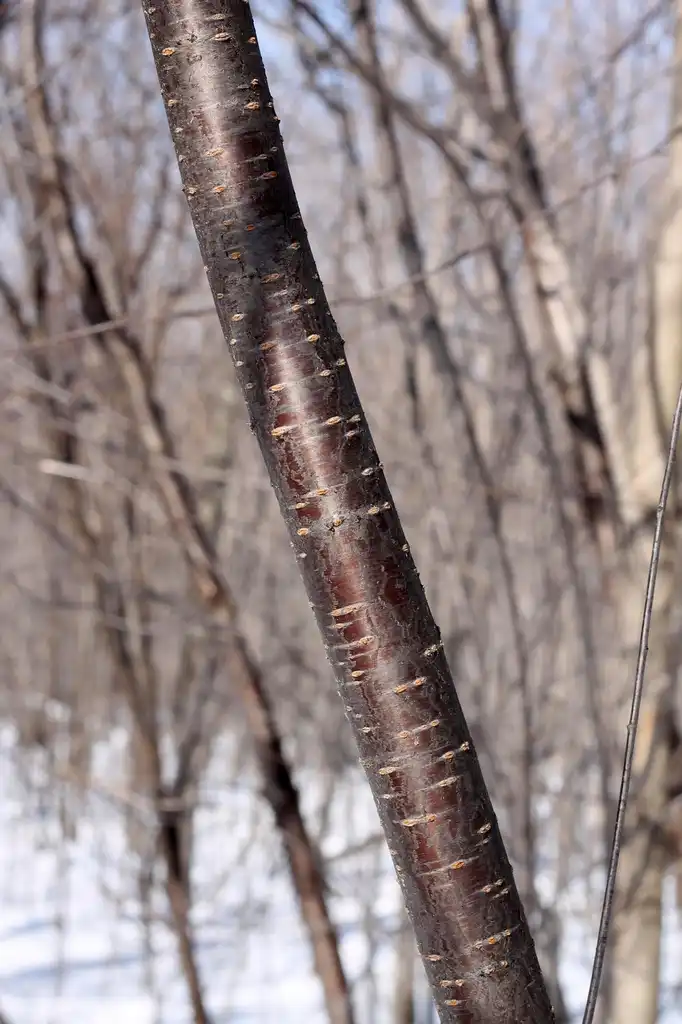 Фото Prunus pensylvanica - Red-brown bark with horizontal lenticles.:Rob Routledge
