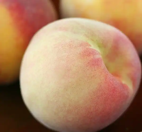 Foto de Prunus persica 'China Pearl' (Prunus persica 'China Pearl's)