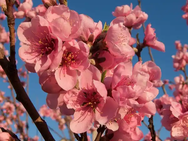 Photo of Prunus persica var. nucipersica (Prunus persica var. nucipersicas)