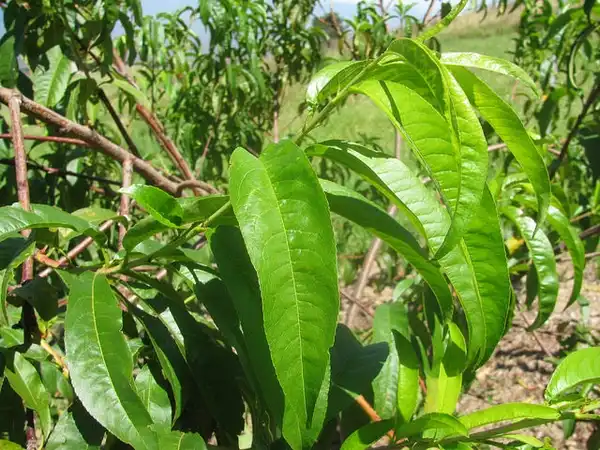Photo of Prunus persica var. nucipersica (Prunus persica var. nucipersicas)