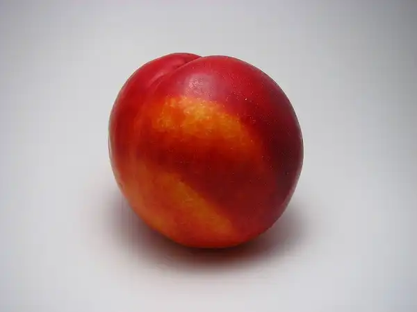 Photo of Prunus persica var. nucipersica - Close up of fruit:albastrica mititica