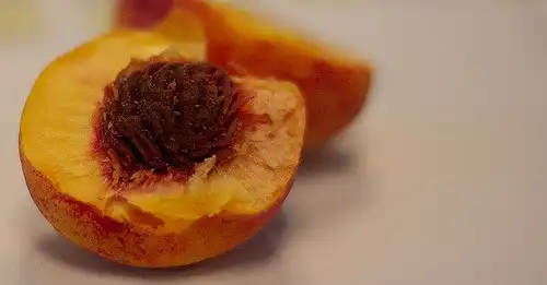 Photo of Prunus persica var. nucipersica - Flesh:waferboard