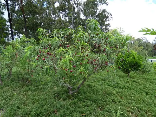 Photo of Prunus persica var. nucipersica - Fruit tree:Forest and Kim Starr