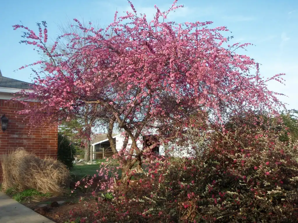 Foto de Prunus persica (Prunus persicas)