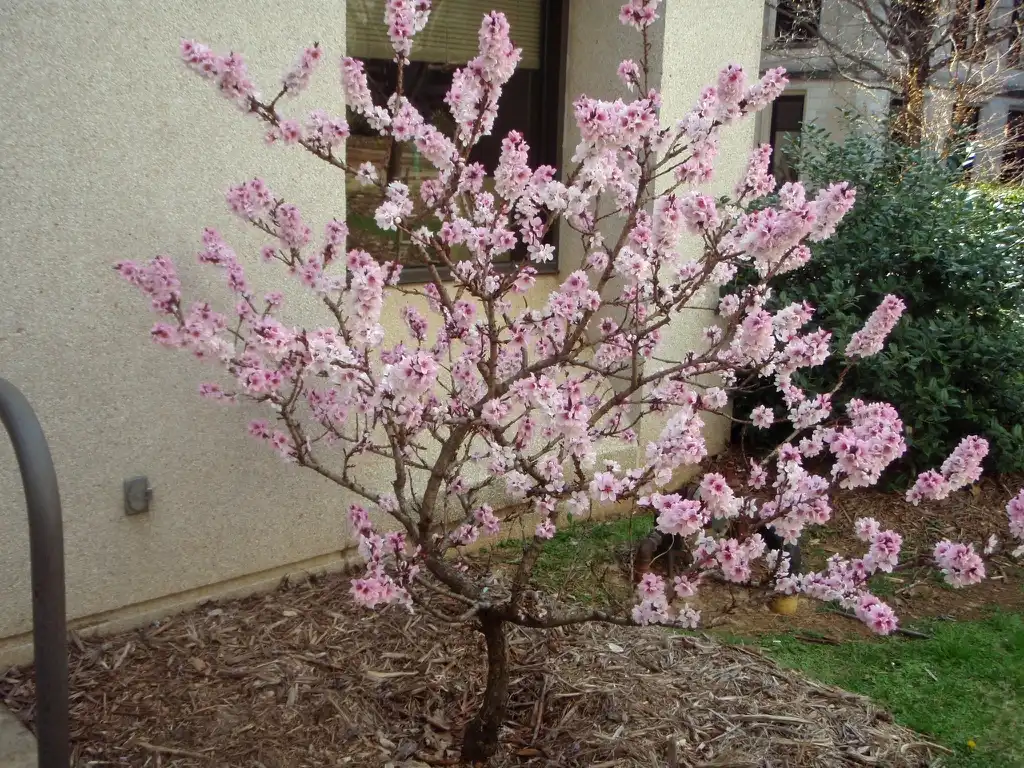 Foto de Prunus persica (Prunus persicas)