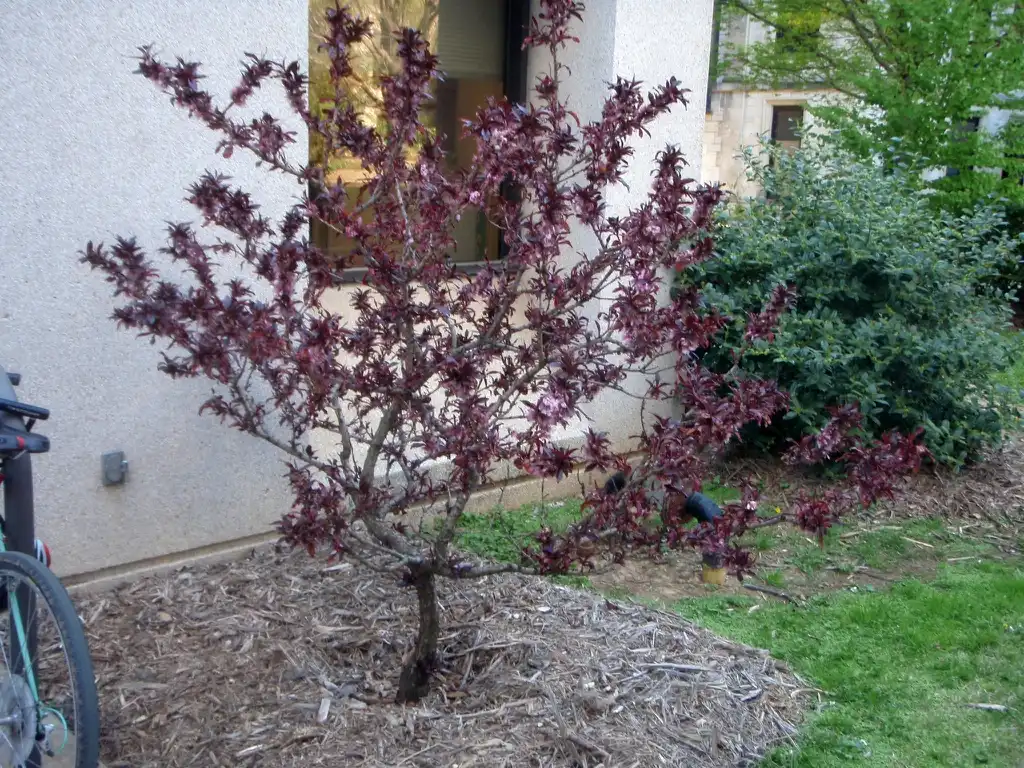 Foto de Prunus persica - 'Bonfire' Form:Jim Robbins
