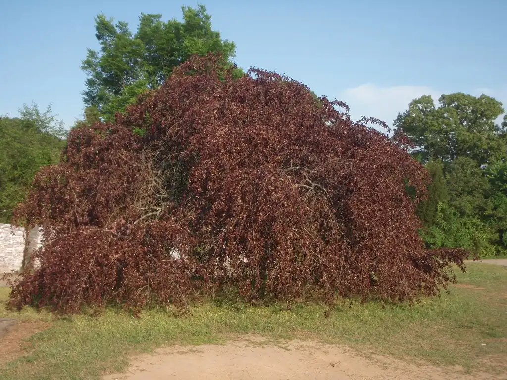 Foto de Prunus persica - 'Crimson Cascade' Form:Jim Robbins