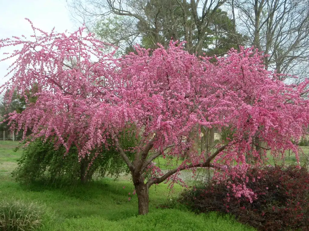 Foto de Prunus persica - 'Pink Cascade' Full Form:Jim Robbins