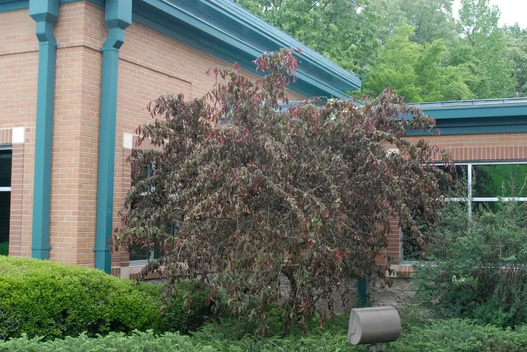 Foto de Prunus persica - 'Pink Cascade' Wilted Form:Jim Robbins