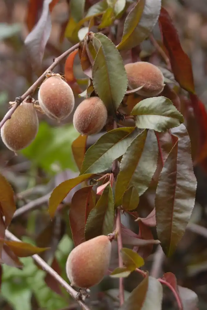 Foto de Prunus persica - 'Pink Cascade' Fruit and Leaves:Jim Robbins
