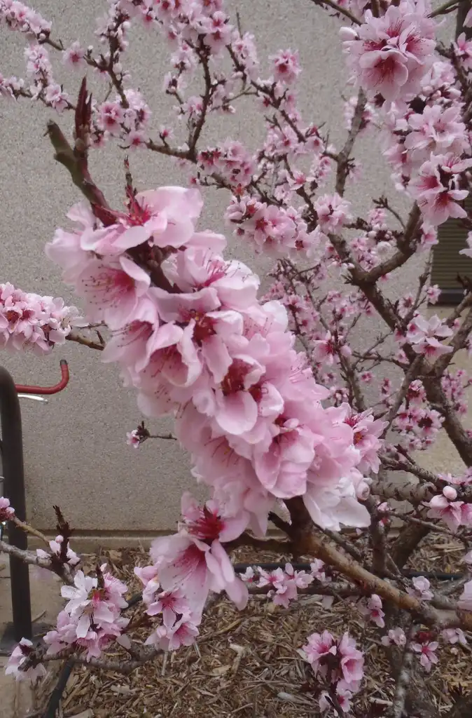 Foto de Prunus persica - 'Bonfire' Flowers:Jim Robbins