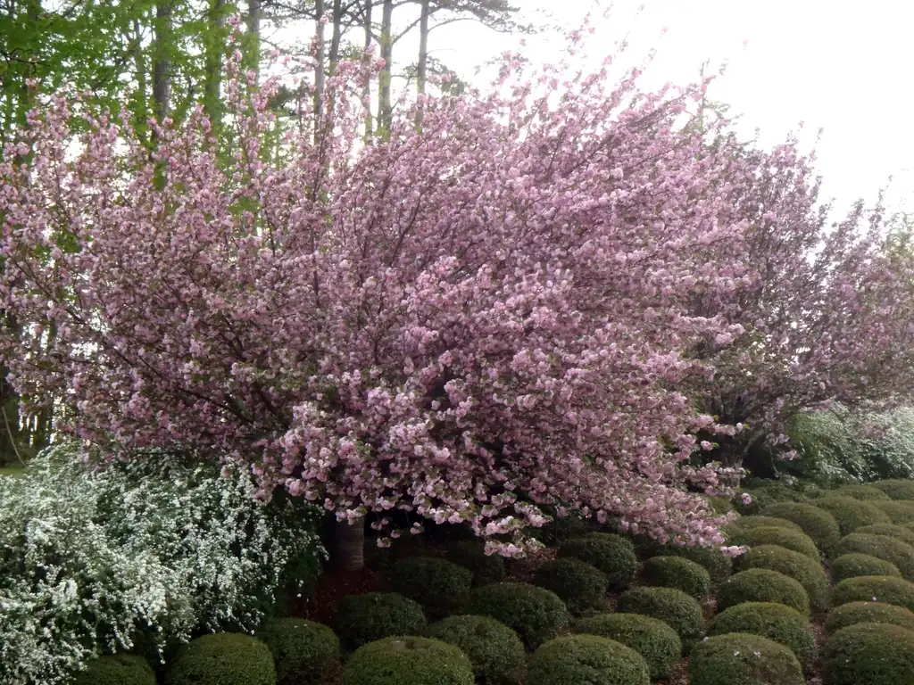 Foto de Prunus persica - 'Kwanzan' Flower Form:Jim Robbins