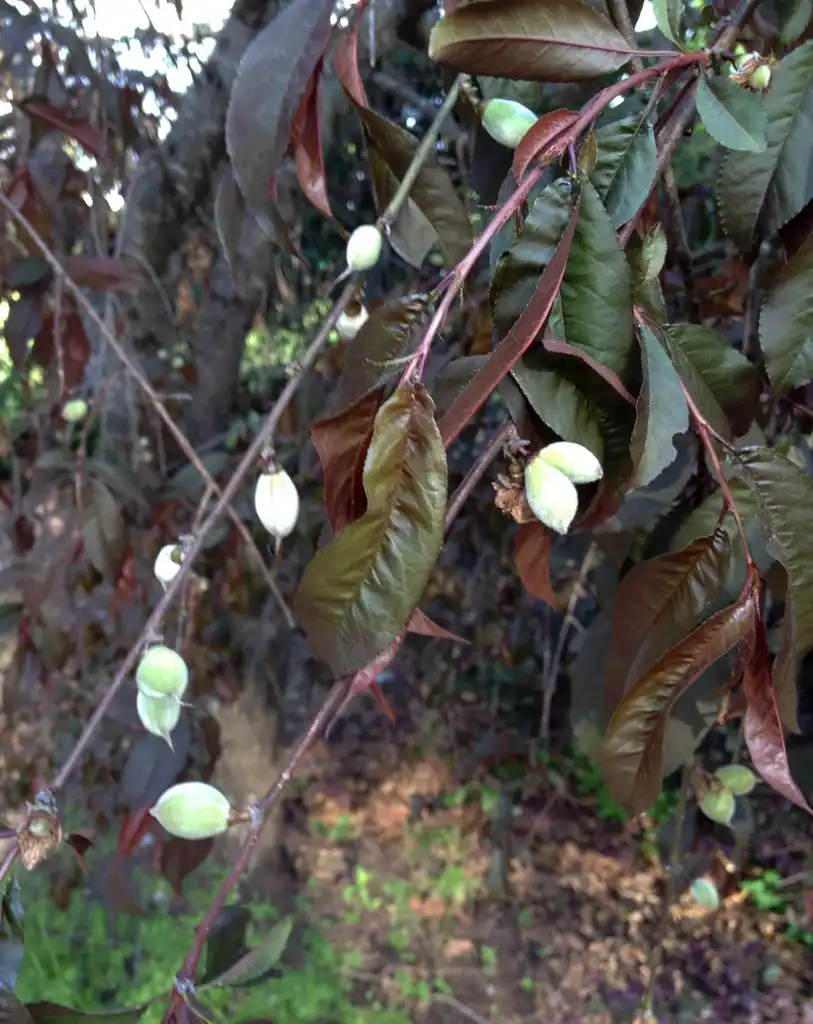 Foto de Prunus persica - 'Pink Cascade' Unripe Fruit and Leaves:Jim Robbins