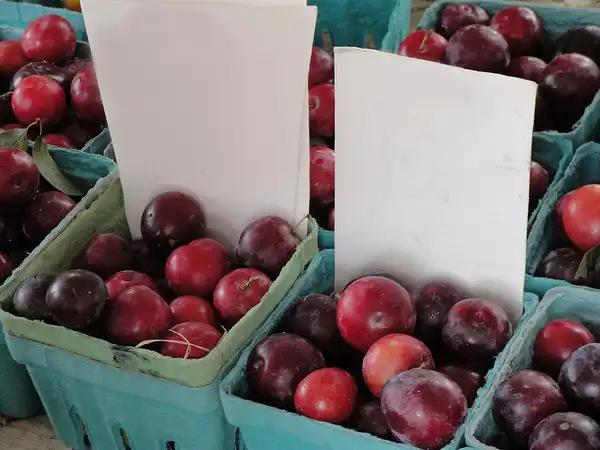 Foto de Prunus salicina 'Methley' (Prunus salicina 'Methley's)