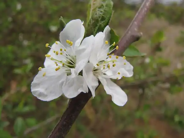 Foto de Prunus salicina 'Methley' (Prunus salicina 'Methley's)